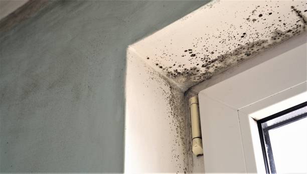 Best Mold Documentation for Insurance Claims  in Graniteville, SC