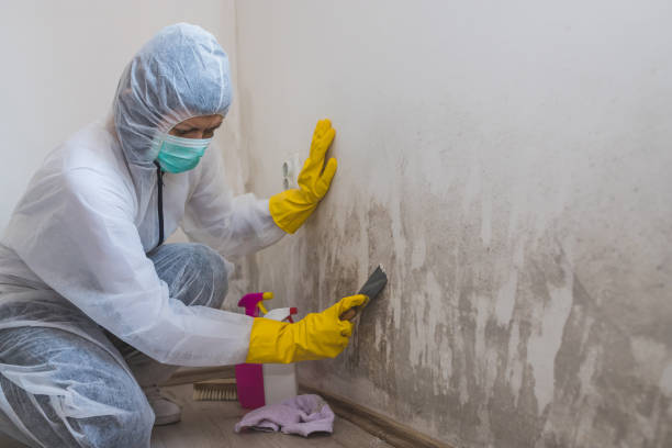 Best Mold Removal for HVAC Installations  in Graniteville, SC