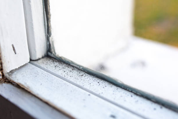 Best Mold Remediation for Healthcare Facilities  in Graniteville, SC