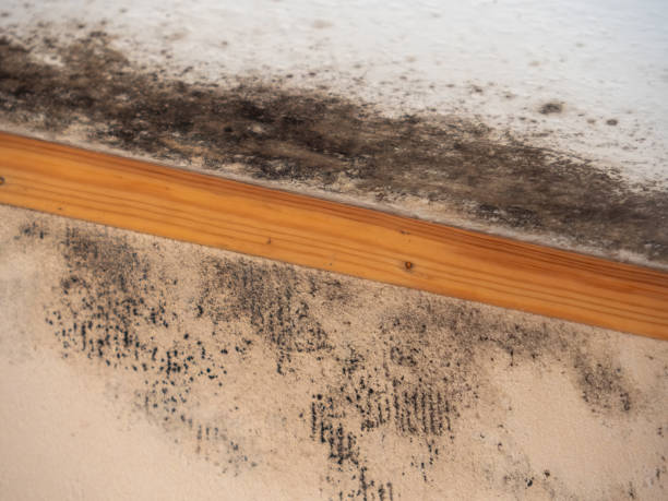 Best Mold Prevention Services  in Graniteville, SC