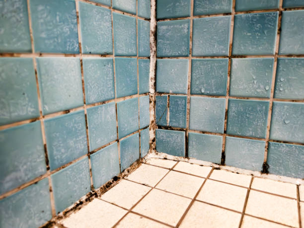 Best Post-Construction Mold Inspection  in Graniteville, SC