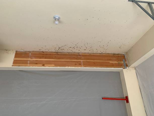 Best Flood Damage  in Graniteville, SC