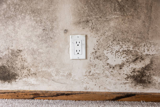 Professional Mold Removal in Graniteville, SC
